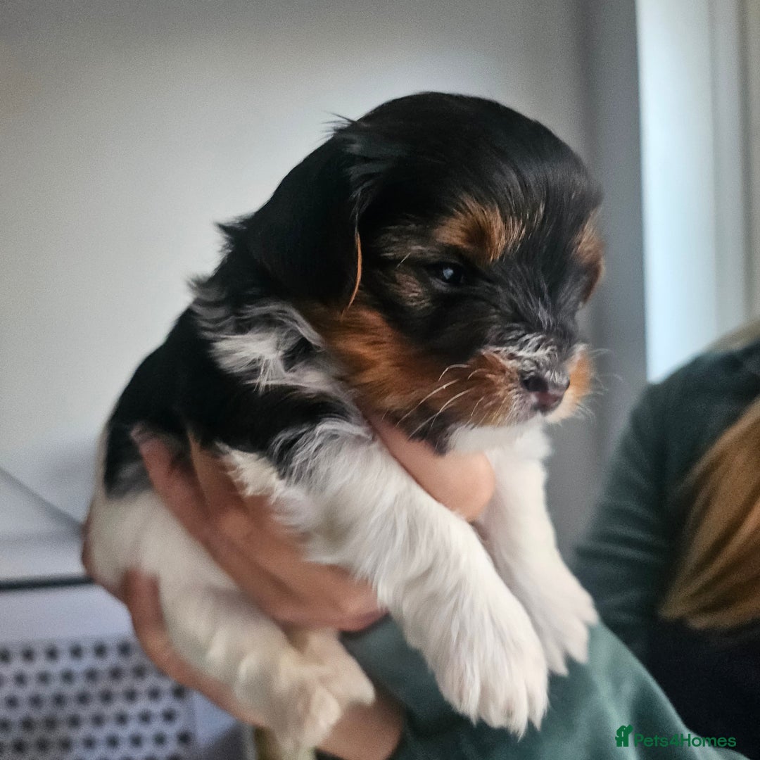 Yorkshire Terrier dogs for sale: 5 szczeniąt York terrier (Biewer) - Image 19