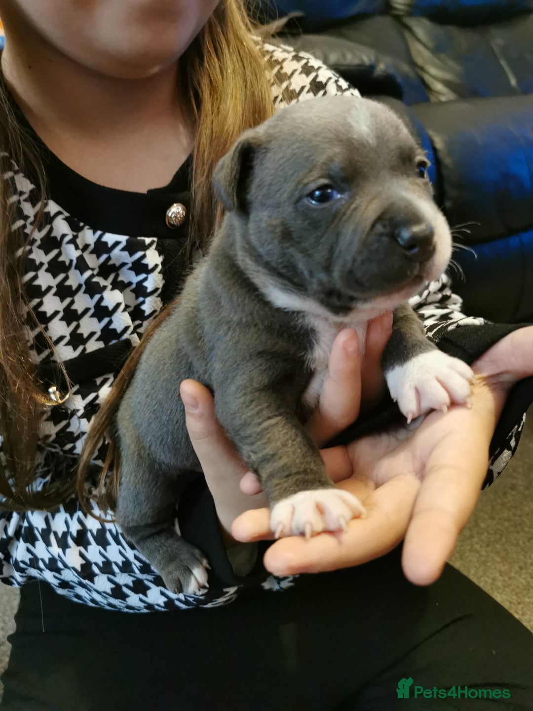 Staffordshire Bull Terrier dogs for sale: Beautiful Staffy's puppies - Advert 1