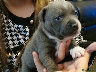 Staffordshire Bull Terrier dogs Beautiful Staffy's puppies - Advert 1