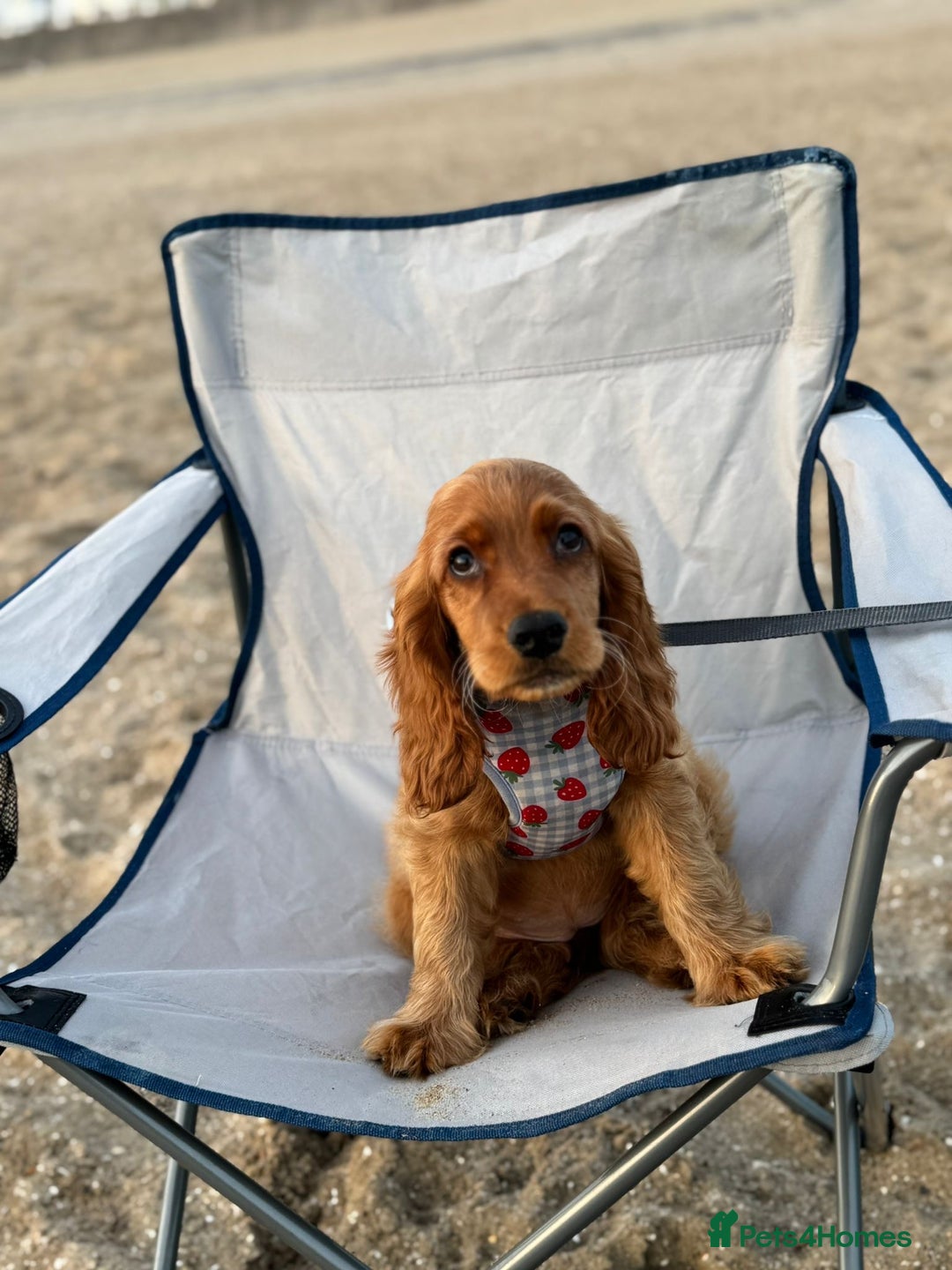 Cocker Spaniel dogs for sale: Show cocker spaniel puppy  - Image 3