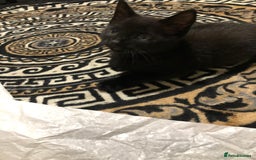 Mixed Breed cats for sale: 2 kittens for new home  - Image 4