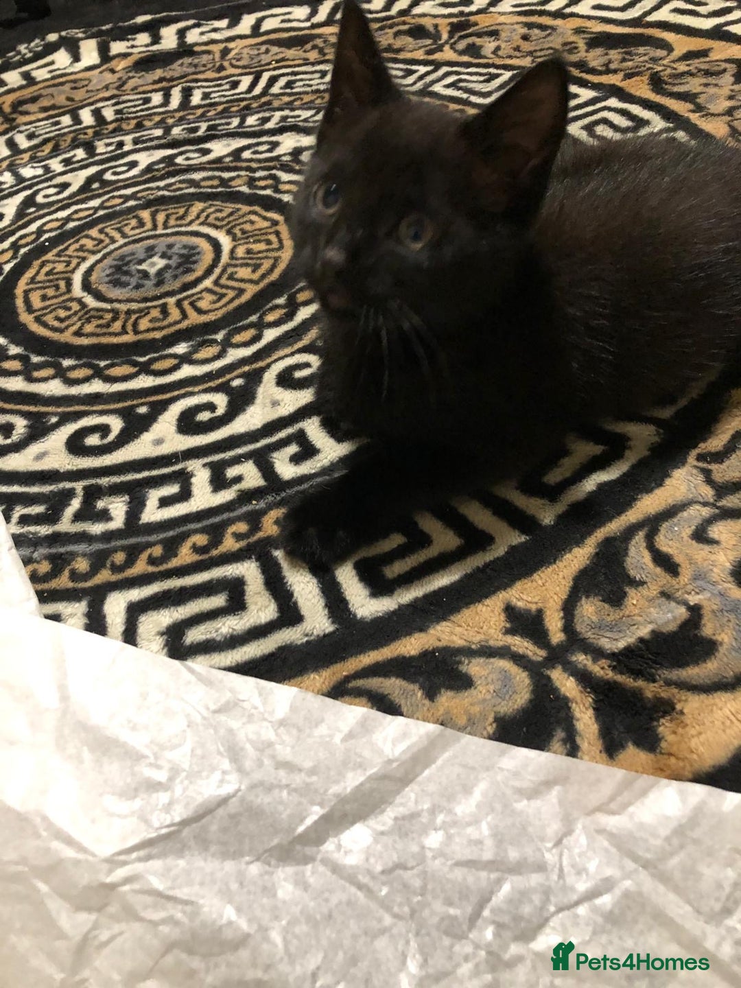 Mixed Breed cats for sale: 2 kittens for new home  - Image 4