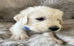 Golden Retriever dogs for sale: KC REGISTERED GOLDEN RETRIEVER PUPS - Image 2