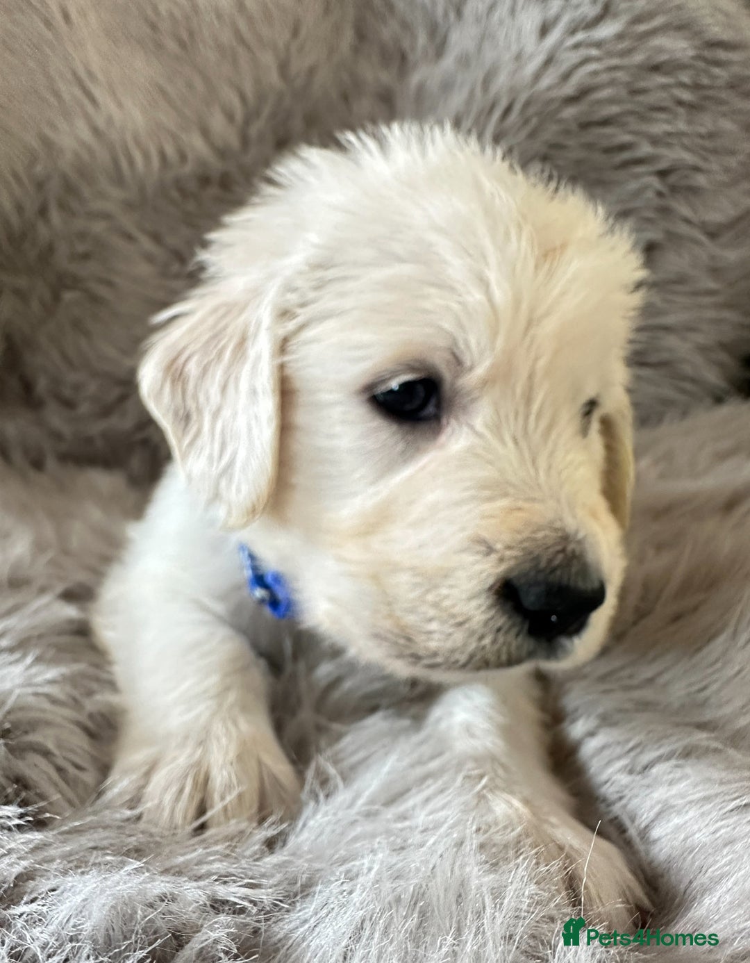 Golden Retriever dogs for sale: KC REGISTERED GOLDEN RETRIEVER PUPS - Image 2