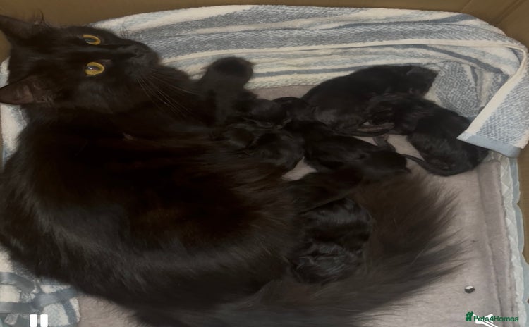 Norwegian Forest Cat cats - Advert 4