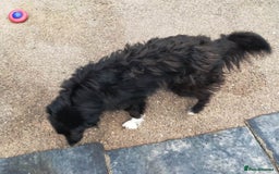 Mixed Breed dogs for adoption: Daisy, a Beautiful Soul - for a Loving Home in Nottingham - Image 21