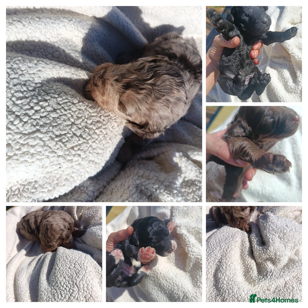Australian Labradoodle dogs for sale: These pups have it all - Image 8