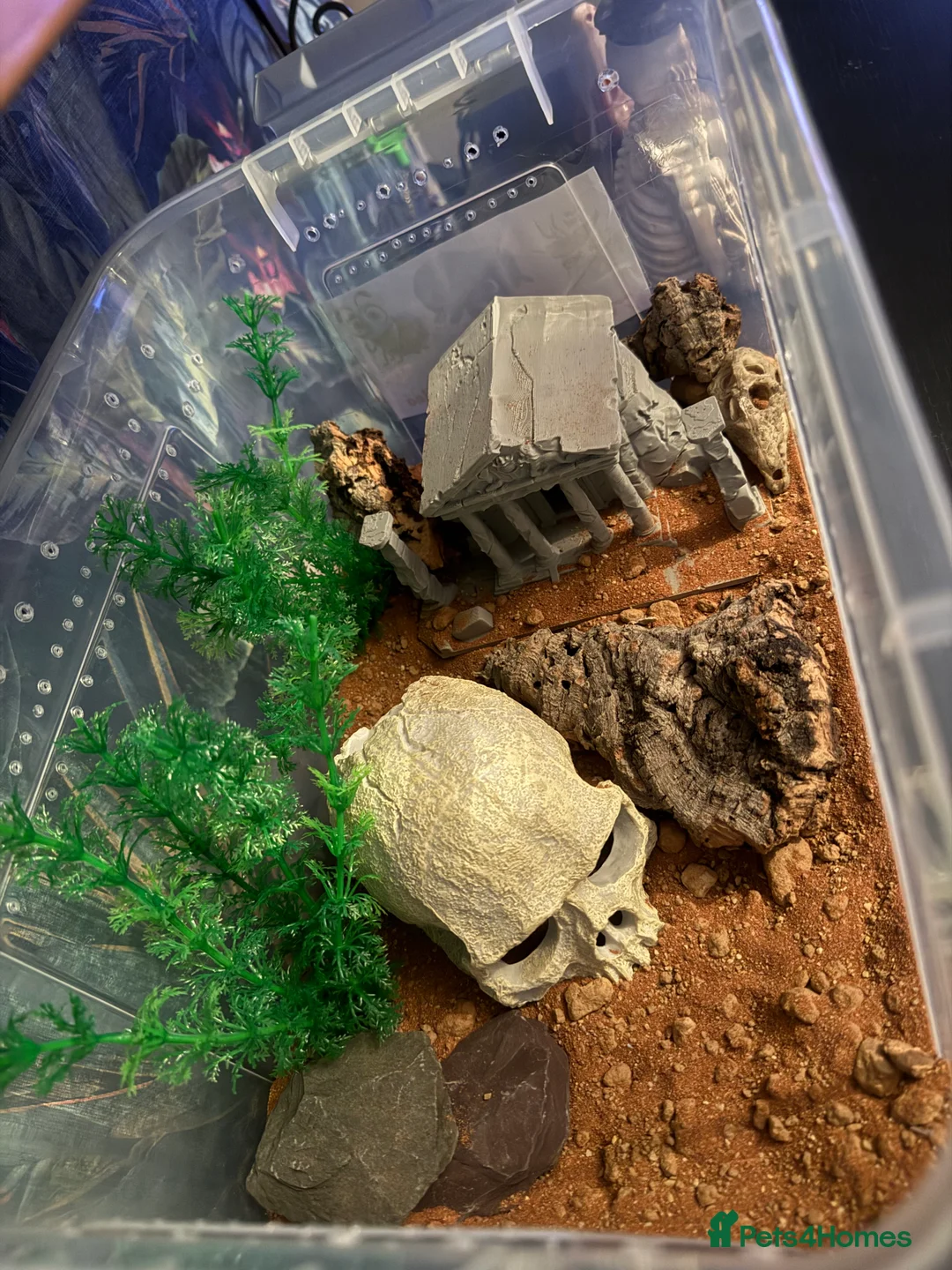 Beetles invertebrates for sale: Blue death beetles - Advert 2