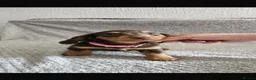 Dachshund dogs for sale: Dachshund puppies  - Advert 2