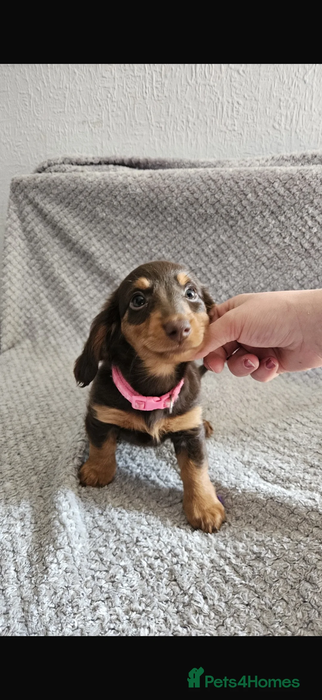 Dachshund dogs for sale: Dachshund puppies  - Advert 2
