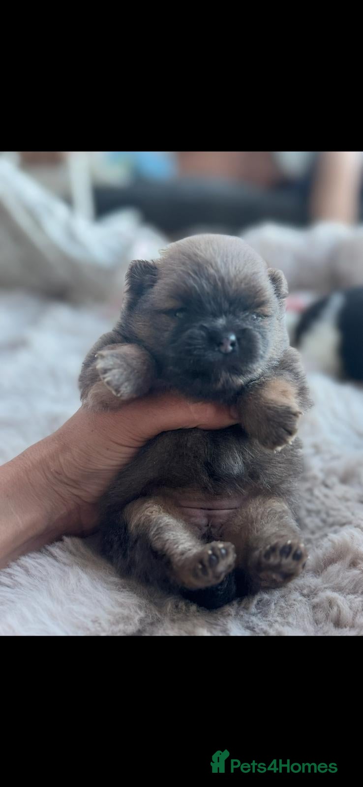 Pomeranian Puppy 4
