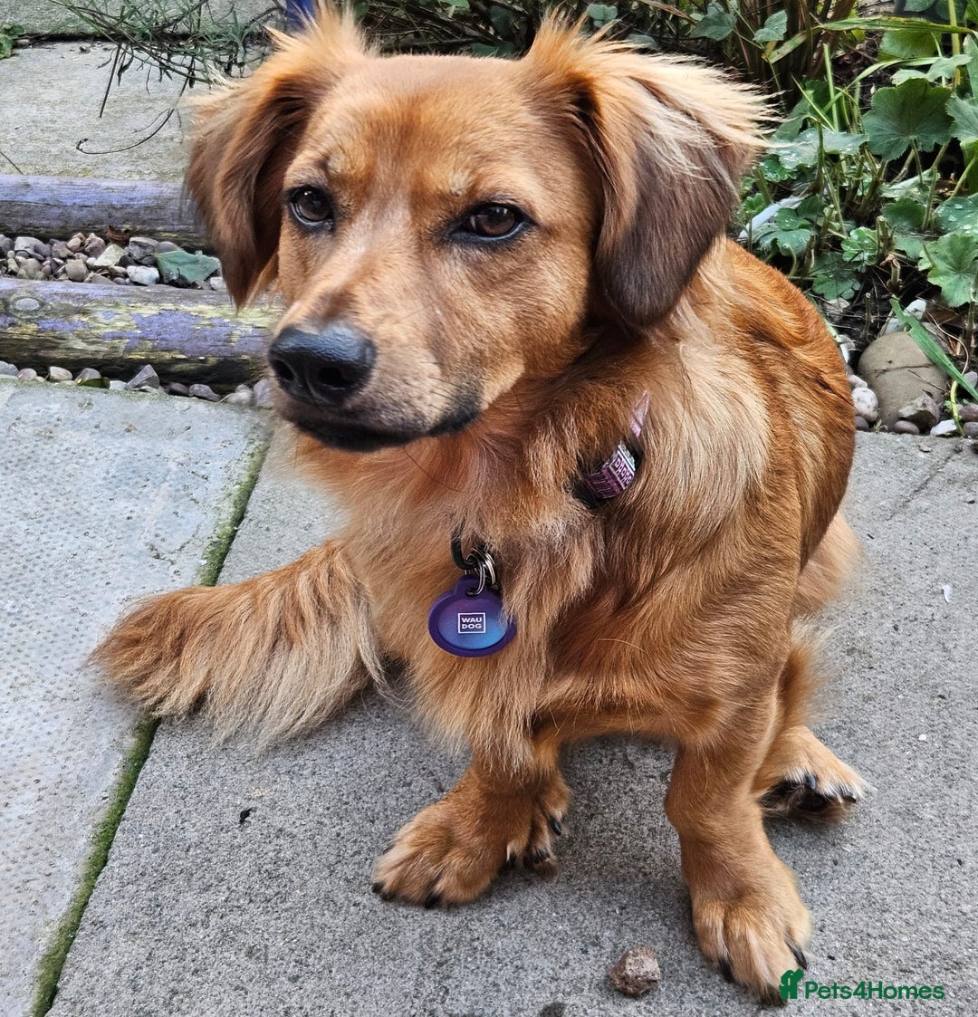 Mixed Breed dogs for adoption: 💖🐶 SANDY 🐶💖 - Image 4