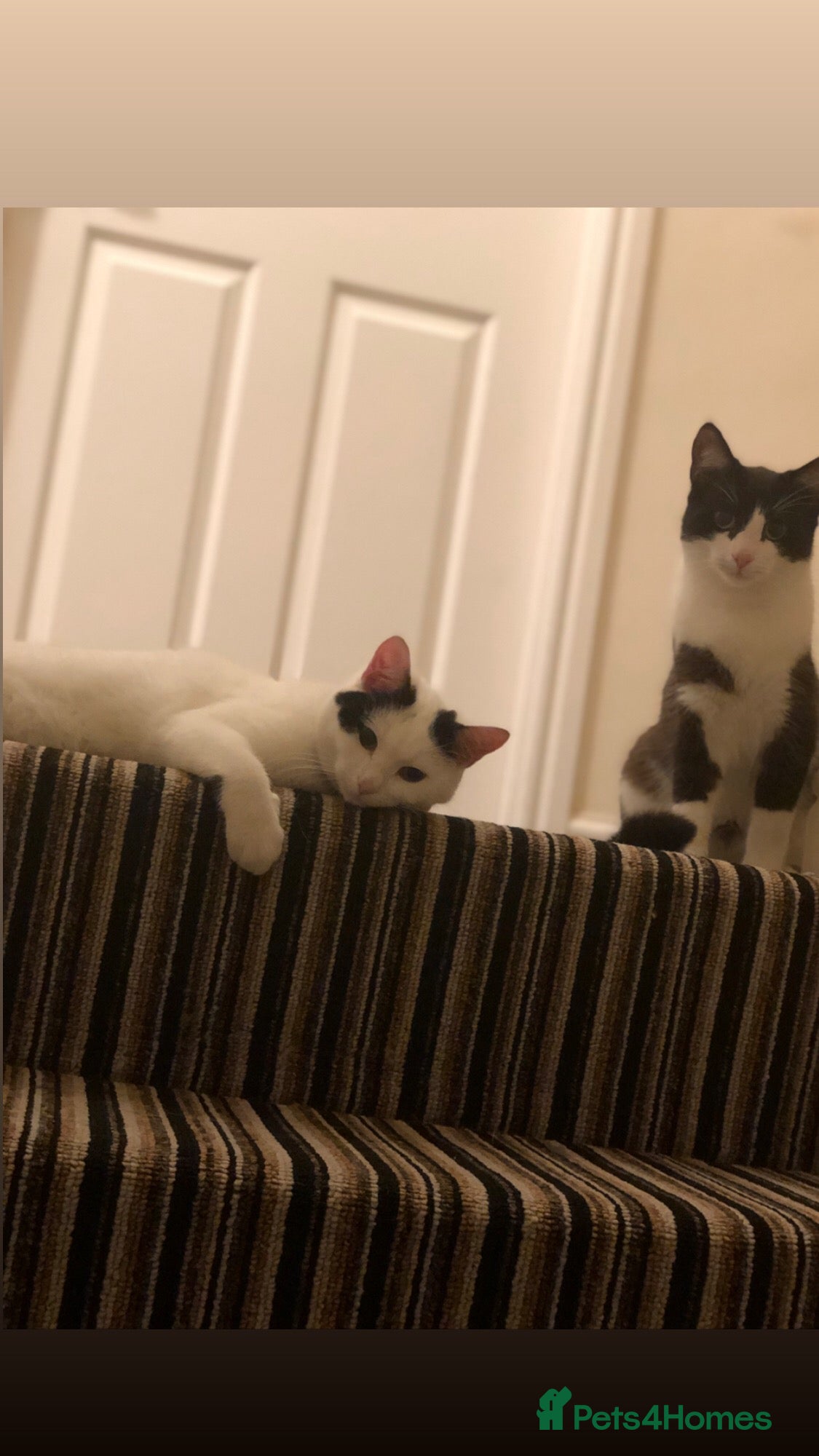 British Shorthair cats 2 loving beautiful cats  - Advert 11