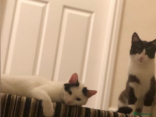 British Shorthair cats - Advert 9