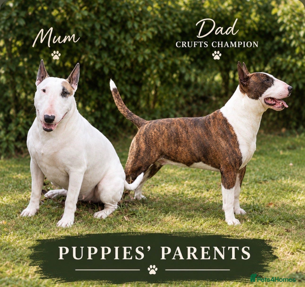 English Bull Terrier dogs 🐾❤️ ENGLISH BULL TERRIER PUPPIES ❤️🐾 - Advert 5