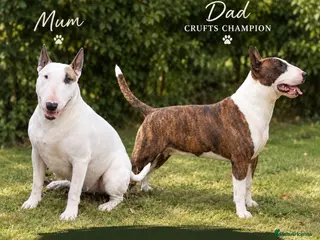 English Bull Terrier dogs 🐾❤️ ENGLISH BULL TERRIER PUPPIES ❤️🐾 - Advert 4