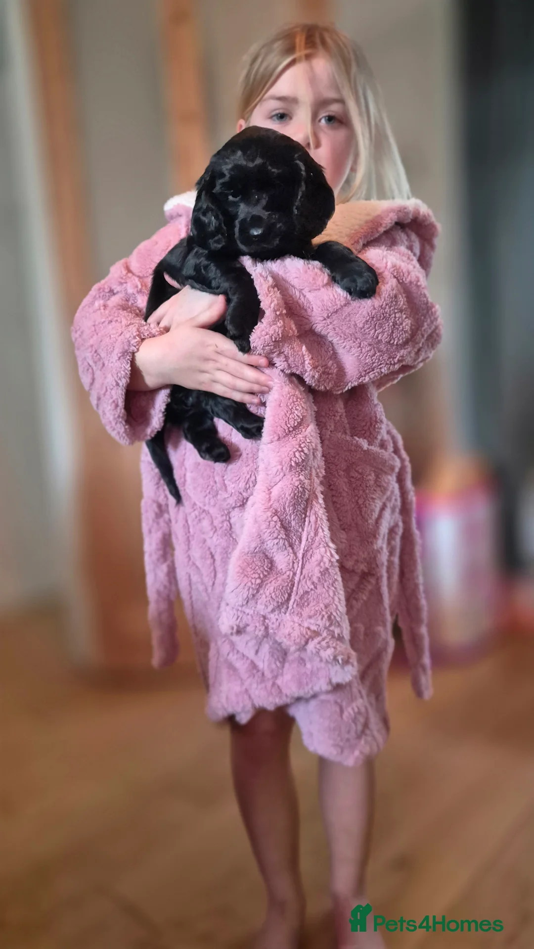 Cocker Spaniel dogs for sale: Mr Paul Bell - Advert 2