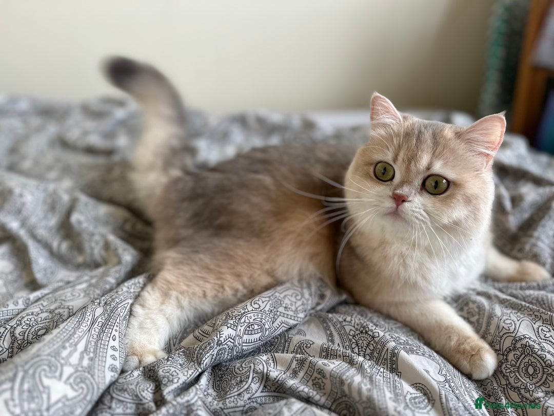 British Shorthair cats for sale: GCCF reg Active BSH Blue Gold Female for Breeding - Advert 13