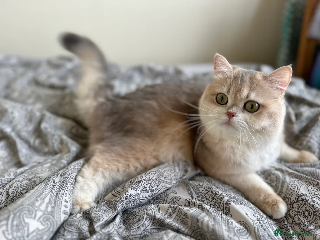 British Shorthair cats for sale: GCCF reg Active BSH Blue Gold Female for Breeding - Advert 13