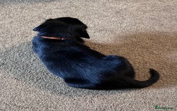 Flat coated Retriever dogs for sale: Flat coat Retriever puppies  - Image 8