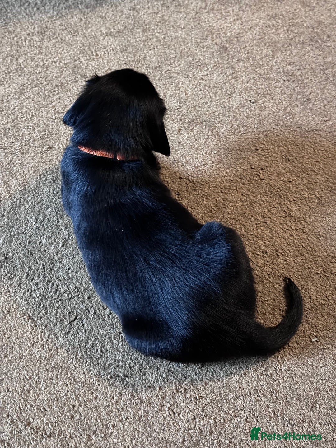 Flat coated Retriever dogs for sale: Flat coat Retriever puppies  - Image 8