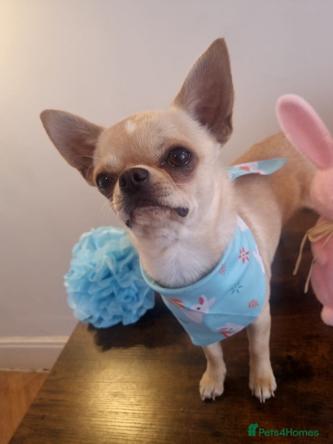 Chihuahua dogs for sale: Gorgeous Smooth coat KC registered chihuahuas - Image 14