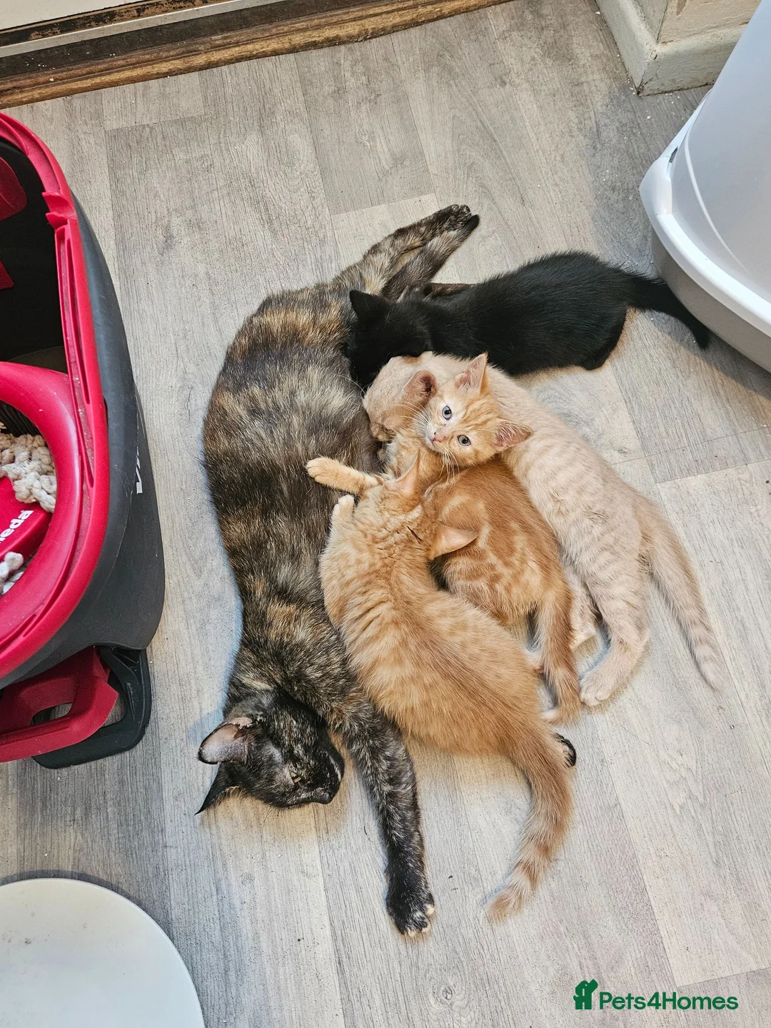 Mixed Breed cats for sale: 3 beautiful kittens ready now - Advert 1