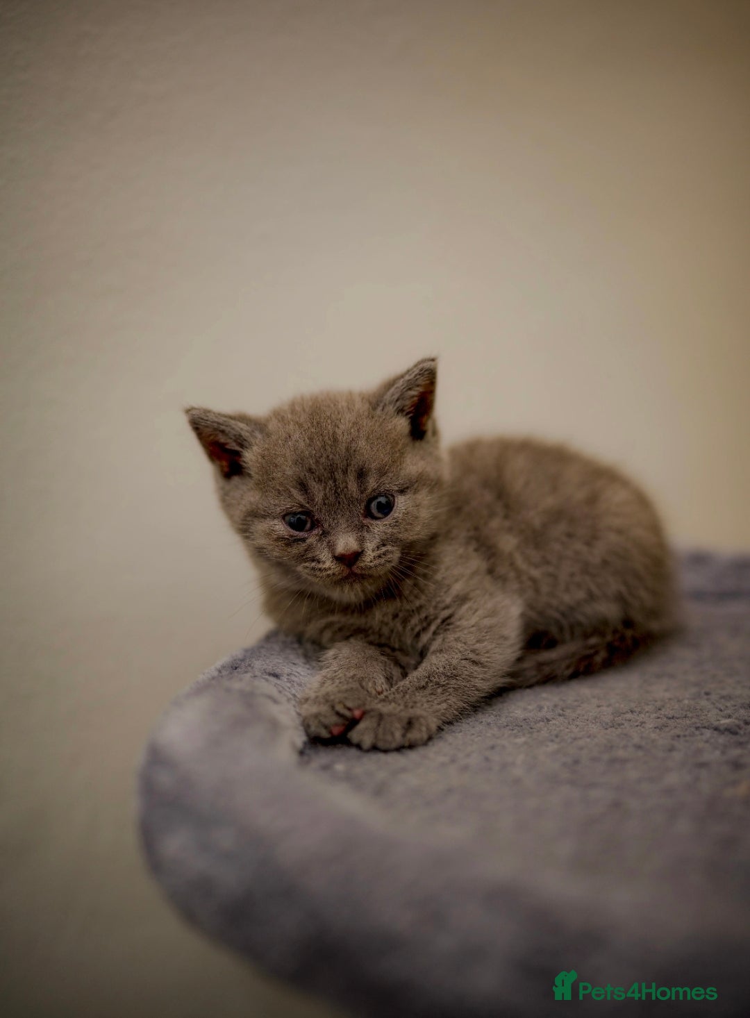 Scottish Fold cats for sale: 🐱British Shorthair x Scottish Fold Kittens🐱 - Advert 22