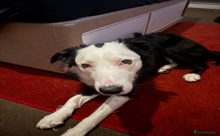 Border Collie dogs - Advert 1