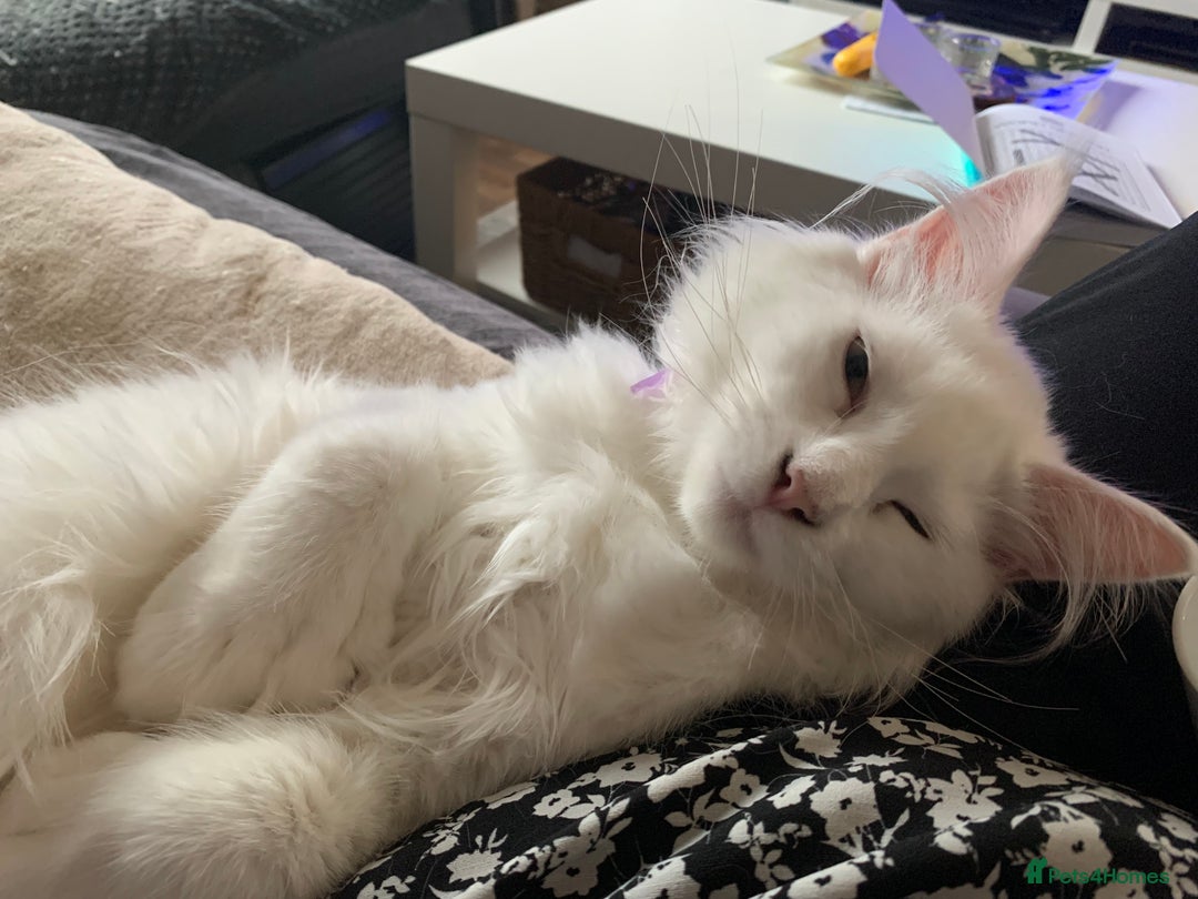 Maine Coon cats for sale: 7 month male main coon - Image 3