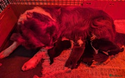 Border Collie dogs for sale: Traditional border collie puppies - Image 1