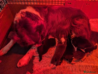 Border Collie dogs - Advert 2