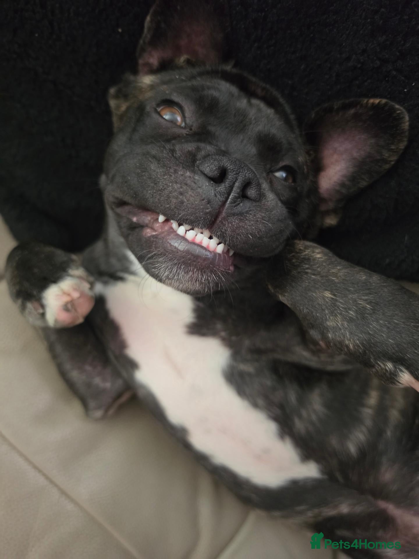 Mixed Breed dogs Girl luna - Advert 4