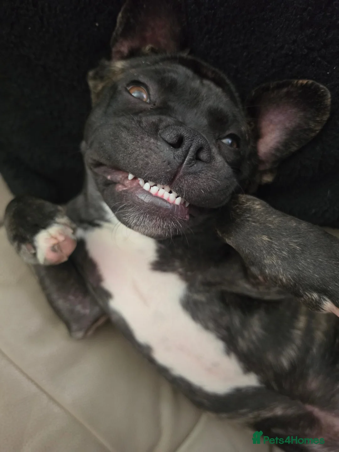 Mixed Breed dogs for sale: Girl luna in Gosport - Advert 1