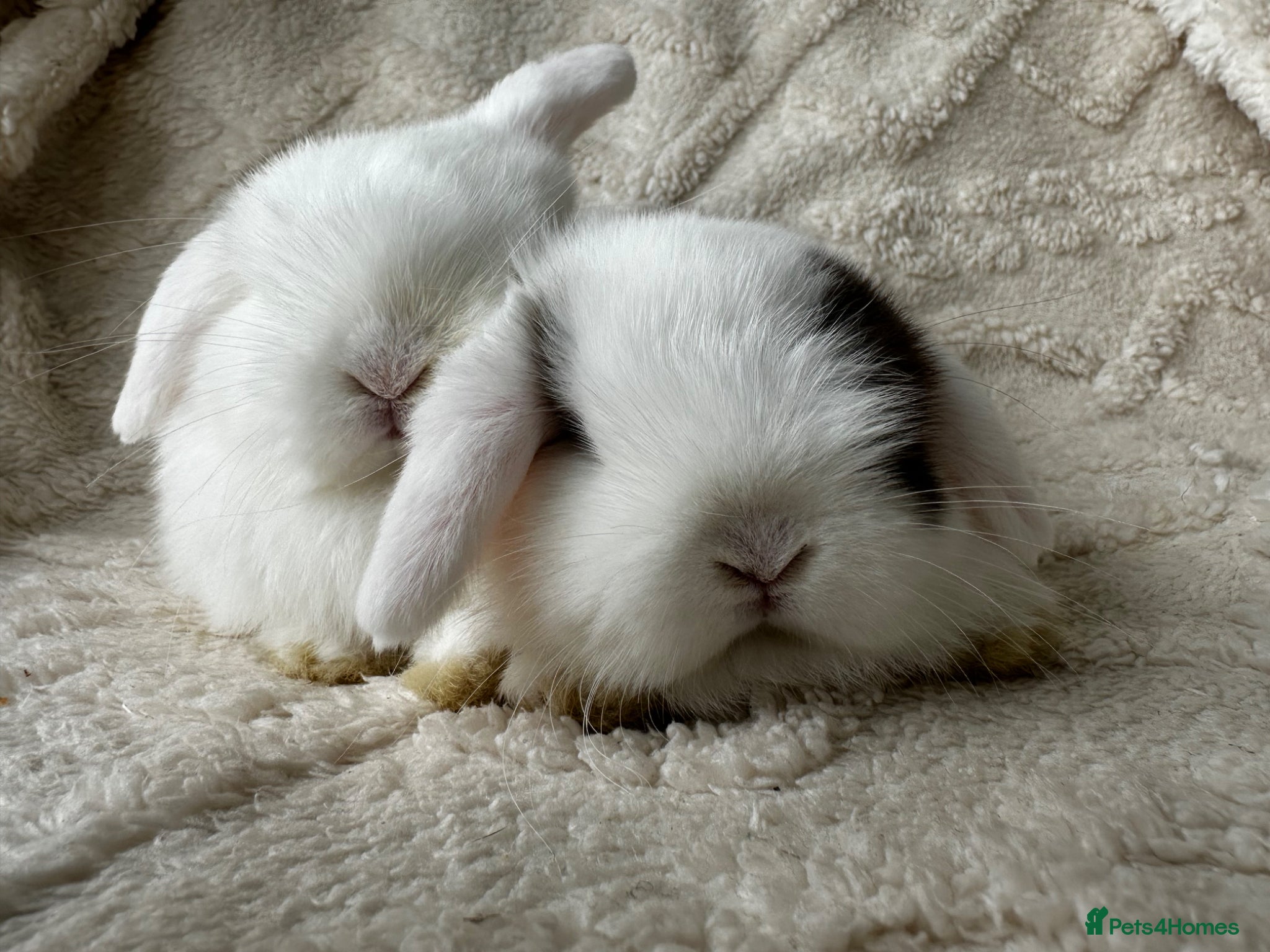 Mini Lop rabbits Mini Lop Bunnies - Advert 1