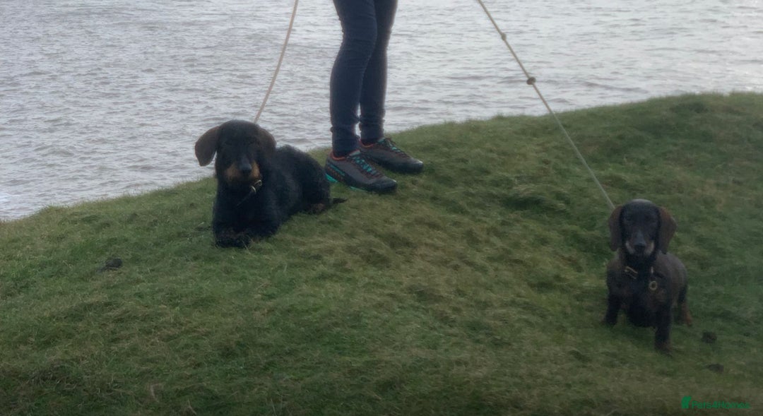 Dachshund dogs for sale: Four beautiful wire haired boys - Advert 13