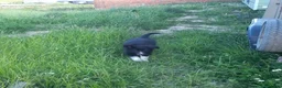 Border Collie dogs for sale: 4 adorable puppies for sale - Advert 17