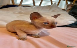 Cornish Rex cats for sale: Cornish Rex boys x2  - Image 2