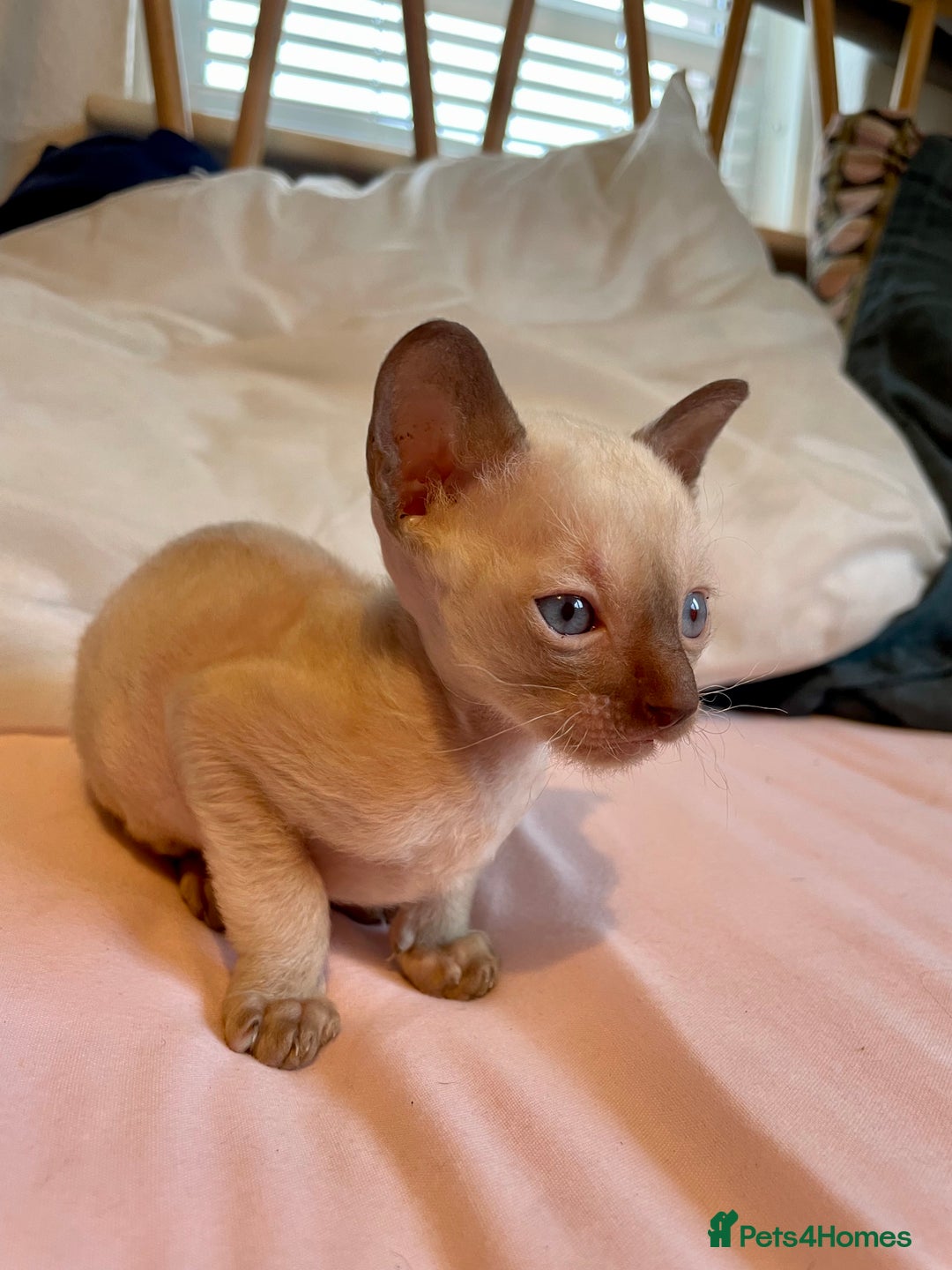 Cornish Rex cats for sale: Cornish Rex boys x2  - Image 2