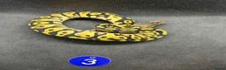 Python Snake reptiles for sale: Royal pythons  - Advert 3