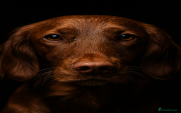 Cocker Spaniel dogs for sale: 🧡 Waiting List OPEN! 🧡 Fox Red WCS - Image 15