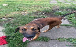 Belgian Shepherd Dog dogs for sale: Belgian shepherd dog 8 months old - Image 3