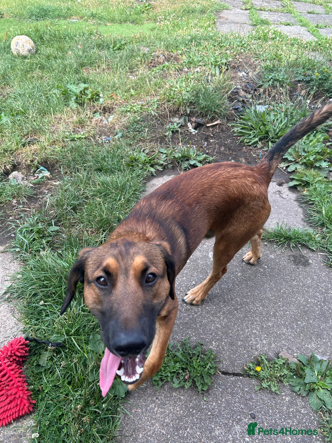 Belgian Shepherd Dog dogs for sale: Belgian shepherd dog 8 months old - Image 3