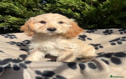 Cockapoo dogs for sale: 5 lovely f1 cockapoos  - Image 18