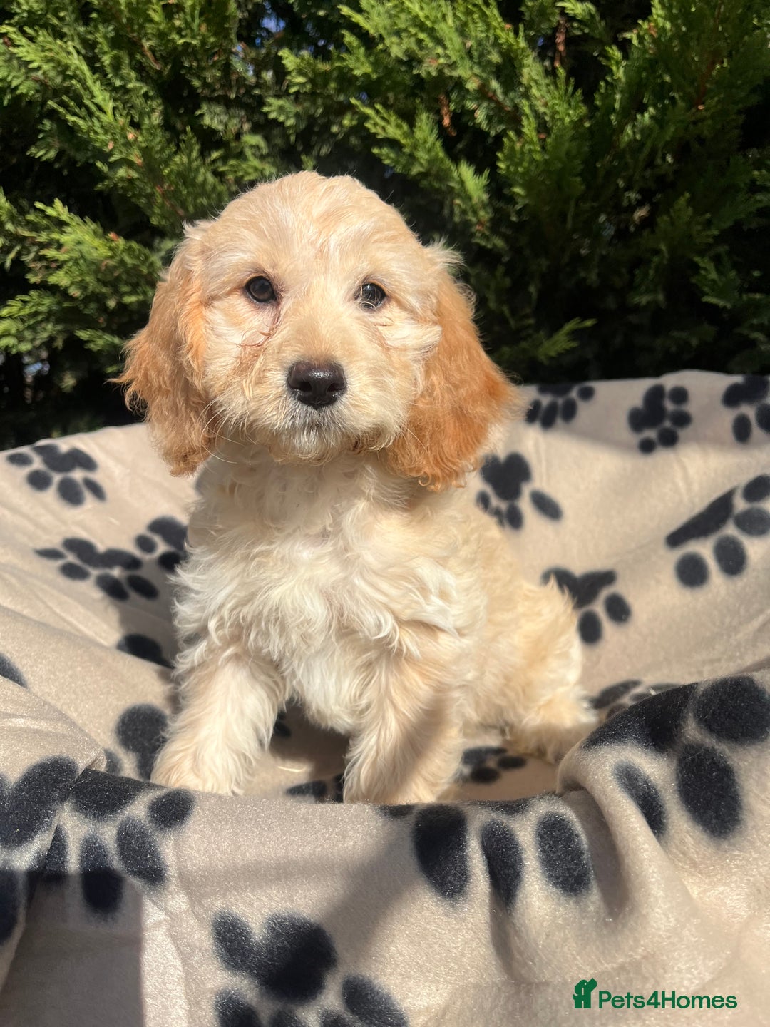 Cockapoo dogs for sale: 5 lovely f1 cockapoos  - Image 18