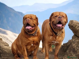 Dogue De Bordeaux dogs Douge de Bordeau puppies 3 x girls - Advert 10