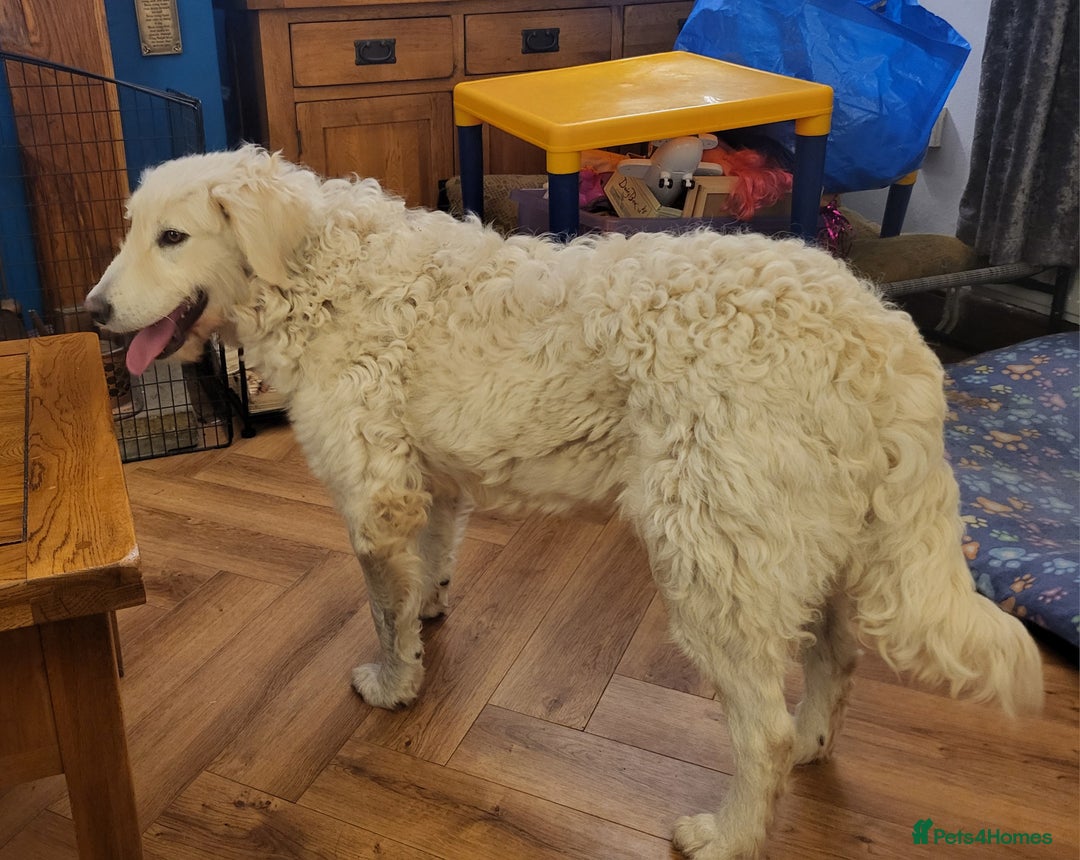 Mixed Breed dogs for adoption: MAGGIE - Advert 9