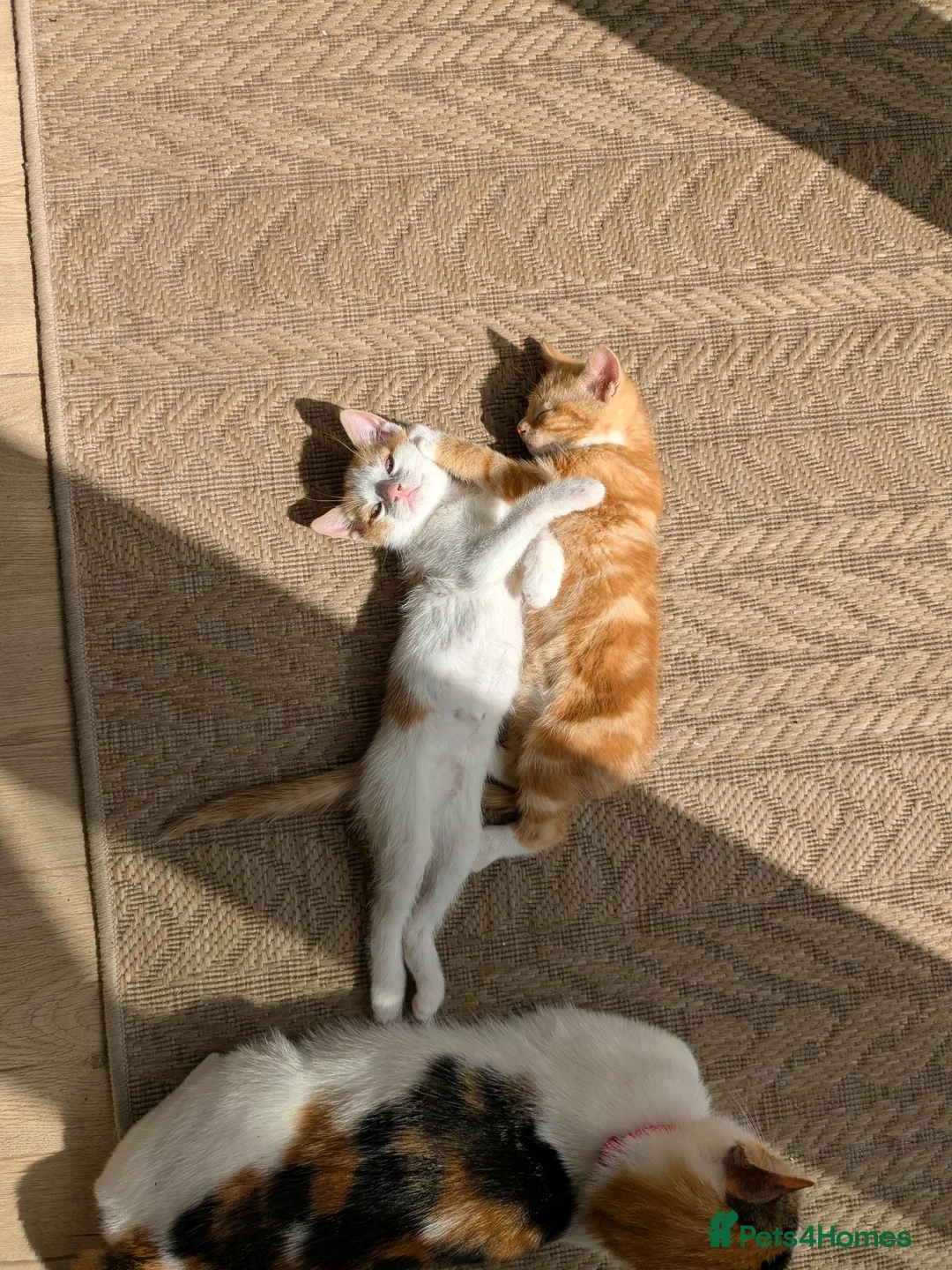 Mixed Breed cats for sale: Last two kittens in Ormskirk - Advert 2