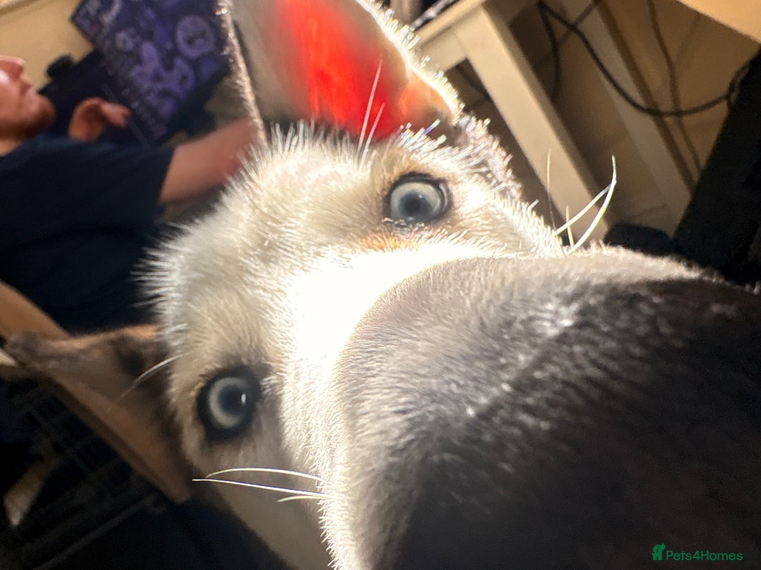 Siberian Husky dogs for sale: ASAP beautiful husky/malamute boy - Image 6