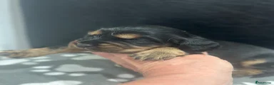 Cocker Spaniel 4